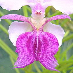 Welcome to Tropical Exotica