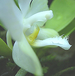 Welcome to Tropical Exotica