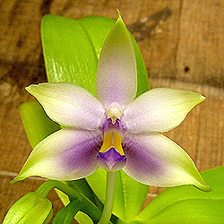 Welcome to Tropical Exotica